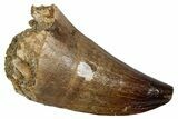 Fossil Prognathodontid Mosasaur Tooth - Morocco #345138-1